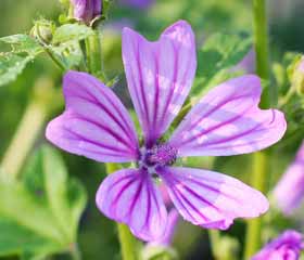 Mauve <i>(Malva sylvestris)</i>