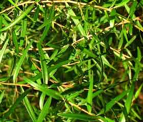 Melaleuca (<i>Melaleuca alternifolia</i>) Huile de théier