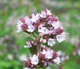 Origan<br> <i>Origanum vulgare</i>