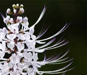 Orthosiphon ou thé de Java <i>(Orthosiphon stamineus)</i>