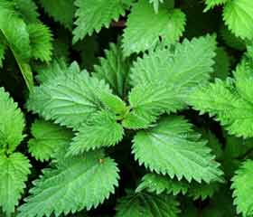 Ortie <i>(Urtica dioïca)</i>