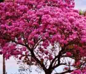 Pau d'Arco - Lapacho (<I>Tabebuia</I>)