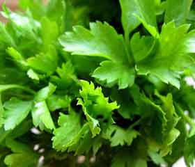 Persil <i> (Petroselinum crispum)</i>
