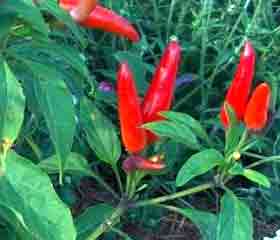 Piment rouge - de Cayenne - <i>(Capsicum annuum - Capsicum frutescens)</i>