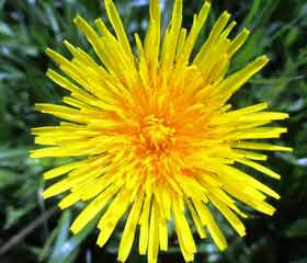 Pissenlit <i>(taraxacum officinale)</i>