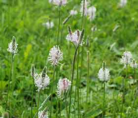 Plantain <i>(plantago major, plantago lanceolata)</i>