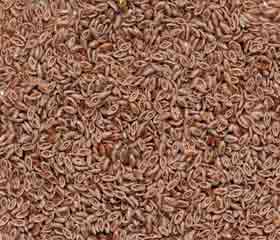 Psyllium <i>(Plantago afra – P. psyllium)</i>