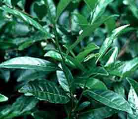 Pygéum