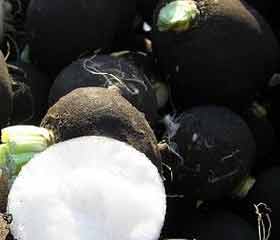 Radis noir <i>(Raphanus sativus)</i>