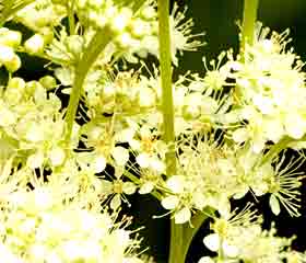 Reine-des-prés <i>(Filipendula ulmaria, Spicea ulmaria)</i>
