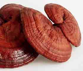 Reishi - Lingzhi - <br>polypore lucide (Ganoderma lucidum)