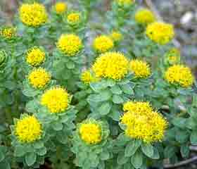 Rhodiola <i>(Rhodiola rosea)</i>