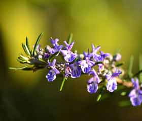 Romarin<br><i> (Rosmarinus officinalis)</i>