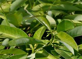Salsepareille<BR> <i>Smilax sarsaparilla)</i>