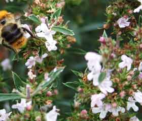 Sarriette<br><i>(Satureja hortensis, Satureja montana)</i>
