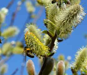Saule blanc <i>(Salix Alba)</i>