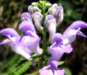 Scutellaire latériflore  <I>(Scutellaria lateriflora)</I>