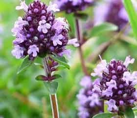 Serpolet <i>(Thymus serpyllum)</i>
