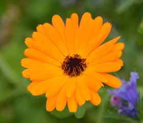 Souci <i>(Calendula officinalis)</i>