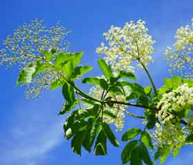 Sureau noir <i>Sambucus nigra</i>