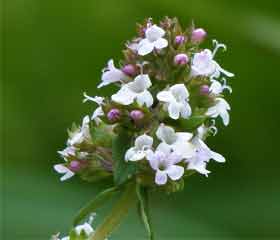 Thym (thymus vulgaris)