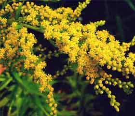 Verge d'or <i>(Solidago)</i>