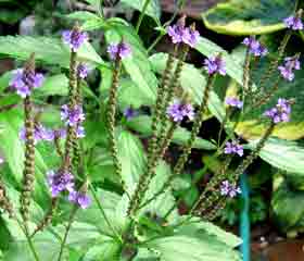 Verveine Officinale (Verbena Officinalis)