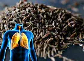Le cumin noir, efficace pour soulager la toux et de l’asthme