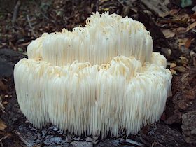 Le champignon lion’s mane régénère les cellules du cerveau