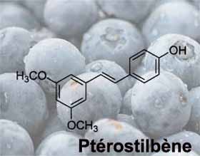 Des nouvelles découvertes sur les effets protecteurs du bleuet contre certains types de cancer.