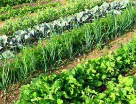 Les légumes verts de culture biologique procurent une meilleure santé