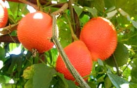 Le gac, le fruit du paradis, un nouveau superfruit à découvrir