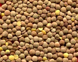Les lentilles réduisent considérablement les niveaux de glucose dans le sang
