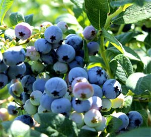 La myrtille ou le bleuet sauvages, améliorent la fonction cérébrale des enfants