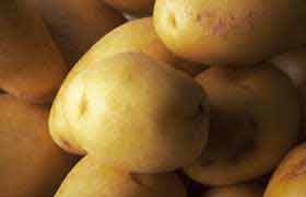 La pomme de terre, un super aliment à mieux connaître et à réhabiliter