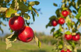 Une pomme par jour…