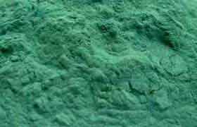 La Spiruline, un super aliment