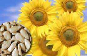 Les graines de tournesol, une collation santé!