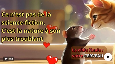 Chats et santé mentale… Le parasite qui manipule les cerveaux
