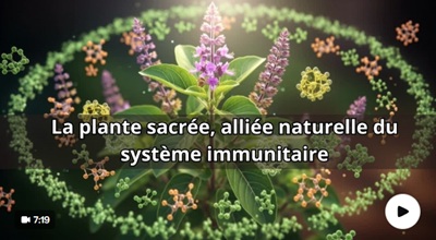 La plante qui veille sur votre immunité